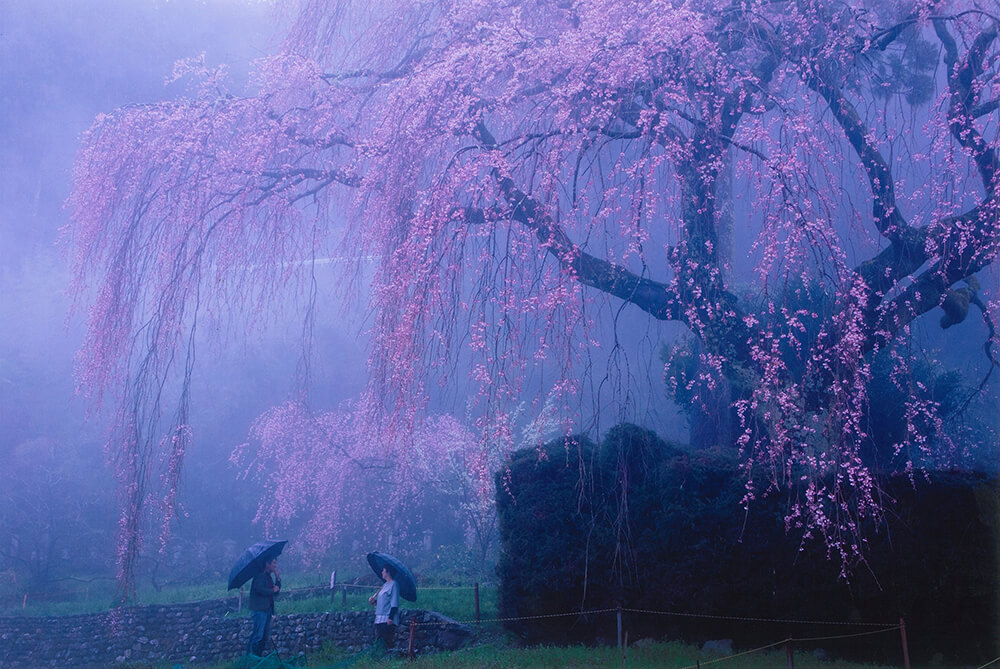 朝霧の中で