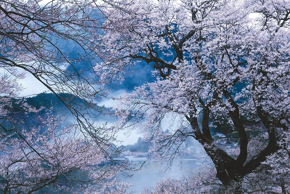 老桜爛熳