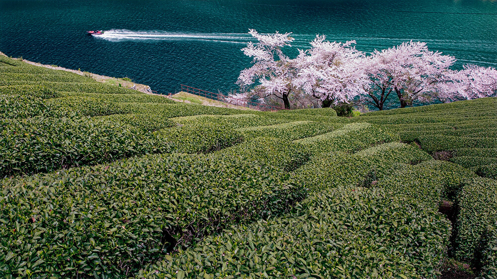 陽春の湖畔