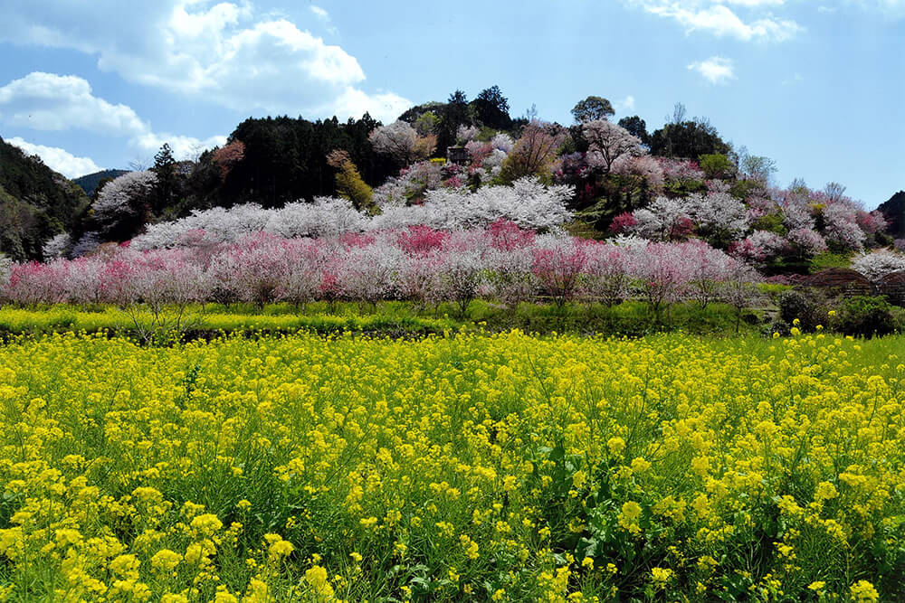 春の郷園