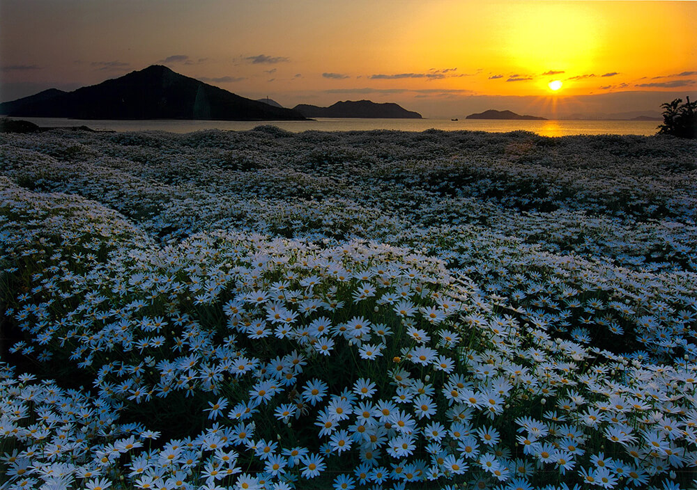 静寂なお花畑