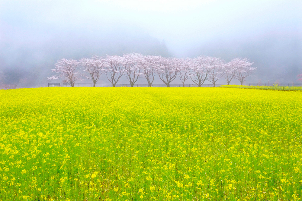 雨煙る春